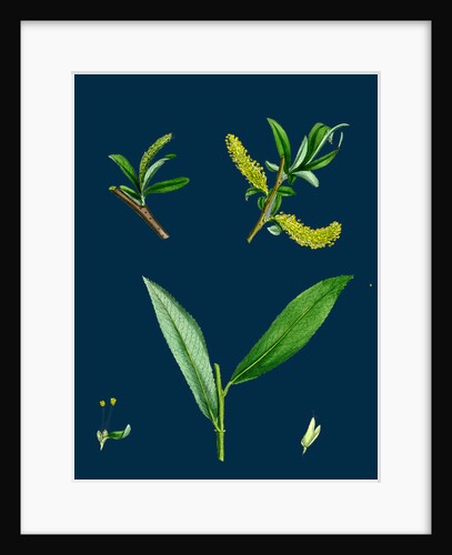 Salix Alba, Var. Genuina; White Willow by Anonymous