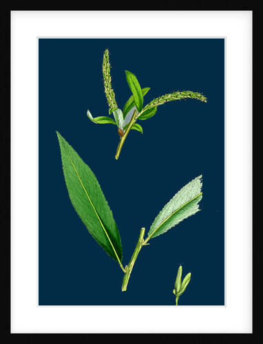 Salix Alba, Var. Coerulea; Blue Willow by Anonymous