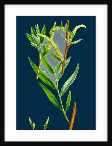 Salix Alba, Var. Vitellina; Golden Willow by Anonymous