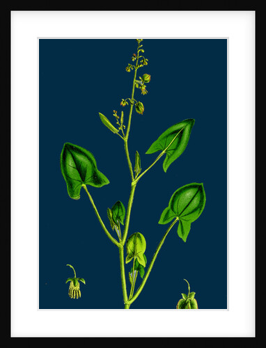 Rumex Scutatus; French Sorrel by Anonymous