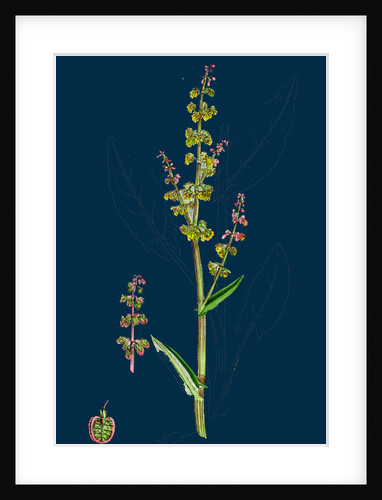 Rumex Acetosa; Common Sorrel by Anonymous