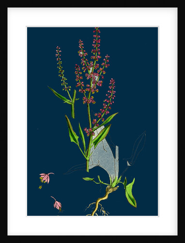 Rumex Acetosella; Sheep's Sorrel by Anonymous