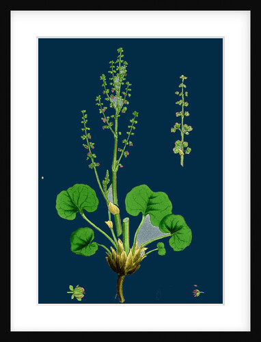 Oxyria Reniformis; Kidney-Shaped Mountain Sorrel by Anonymous