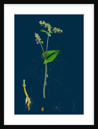 Polygonum Fagopyrum; Common Buckwheat by Anonymous