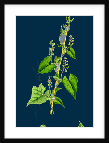 Polygonum Convolvulus; Climbing Buckwheat by Anonymous