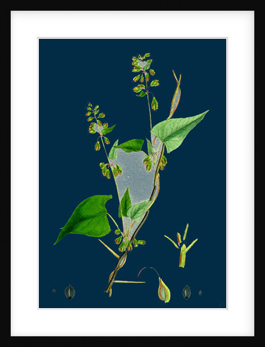 Polygonum Dumetorum; Copse Buckwheat by Anonymous