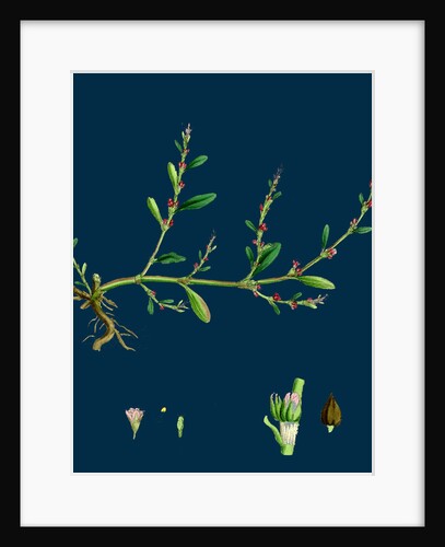 Polygonum Aviculare, Vulgatum; Common Knot-Grass by Anonymous