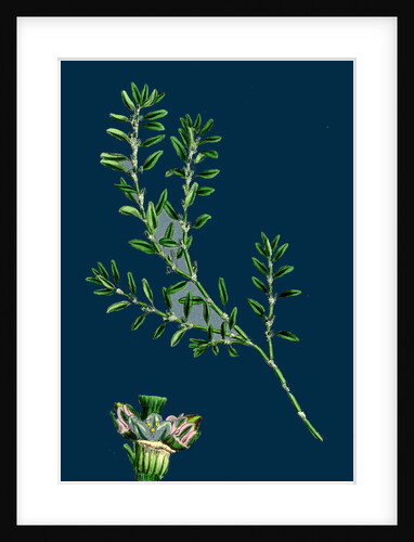 Polygonum Aviculare, Arenastrum; Common Knot-Grass by Anonymous