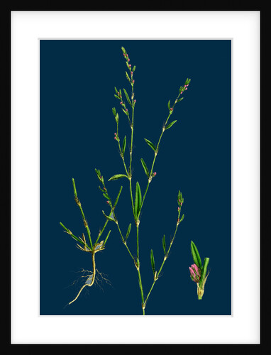 Polygonum Aviculare, Rurivagum; Common Knot-Grass by Anonymous