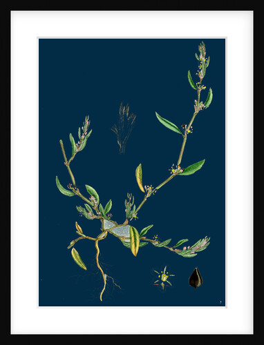 Polygonum Raii; Ray's Knot-Grass by Anonymous