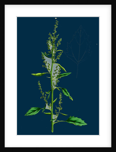 Chenopodium Album Var. Paganum; Green Goosefoot, Var. B. by Anonymous