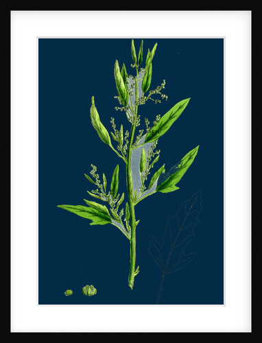 Chenopodium Ficifolium; Fig-Leaved Goosefoot by Anonymous
