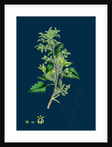 Chenopodium Murale; Nettle-Leaved Goosefoot by Anonymous