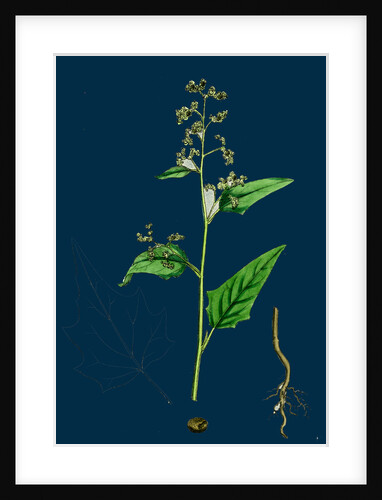 Chenopodium Hybridum; Maple-Leaved Goosefoot by Anonymous