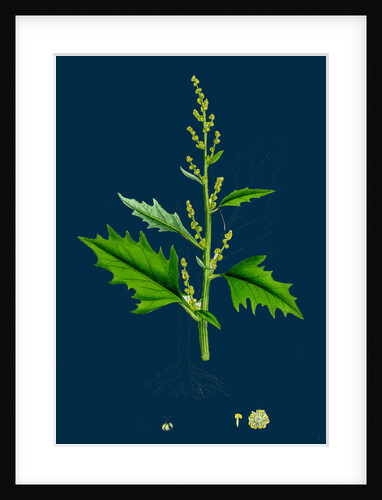 Chenopodium Urbicum; Upright Goosefoot by Anonymous