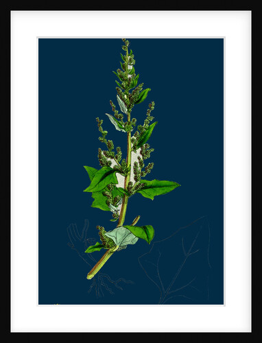 Chenopodium Botryoides; Many-Clustered Goosefoot by Anonymous