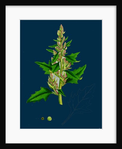 Chenopodium Eu-Rubrum, Var. Genuinum; Red Goosefoot, Var. A. by Anonymous