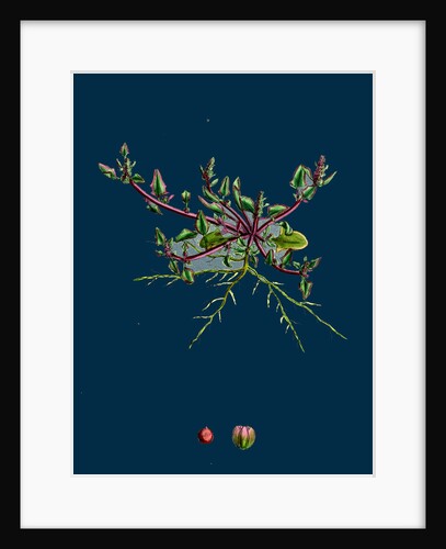 Chenopodium Eu-Rubrum, Var. Pseudo-Botryoides; Red Goosefoot, Var. B. by Anonymous