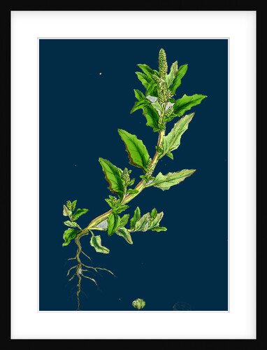 Chenopodium Glaucum; Oak-Leaved Goosefoot by Anonymous