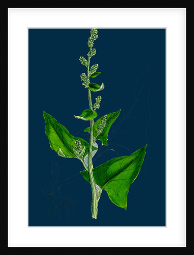 Chenopodium Bonus-Henricus; Allgood by Anonymous