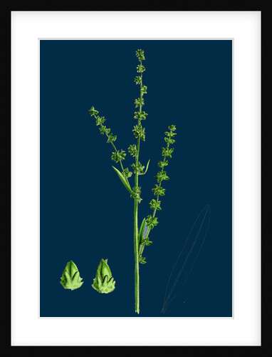 Atriplex Littoralis, Var. Genuina; Grass-Leaved Sea Orache, Var. A. by Anonymous