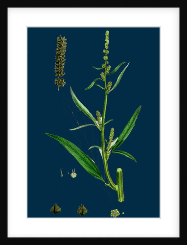Atriplex Littoralis, Var. Marina; Grass-Leaved Sea Orache, Var. B. by Anonymous