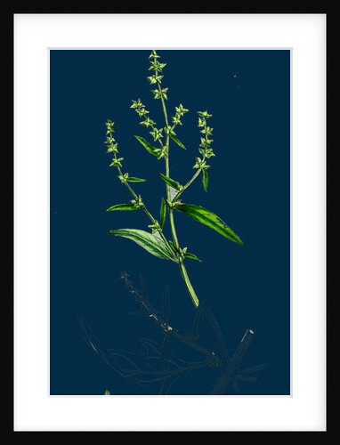 Atriplex Patula, Var. Angustifolia; Narrow-Leaved Orache, Var. A. by Anonymous