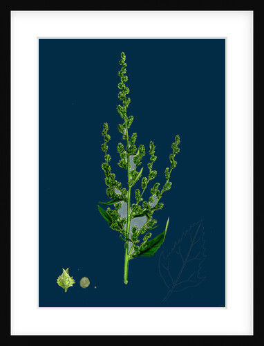 Atriplex Patula, Var. Erecta; Narrow-Leaved Orache, Var. Y. by Anonymous