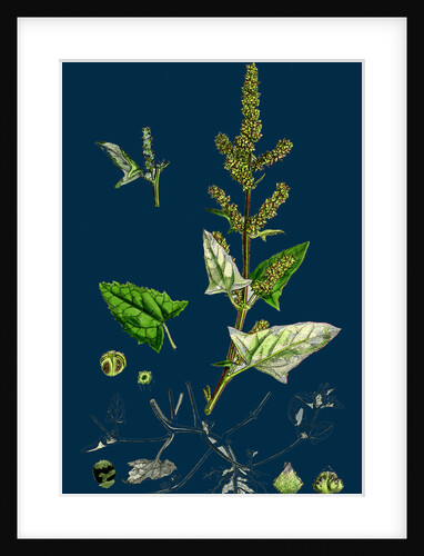 Atriplex Deltoidea; Triangular-Leaved Orache by Anonymous