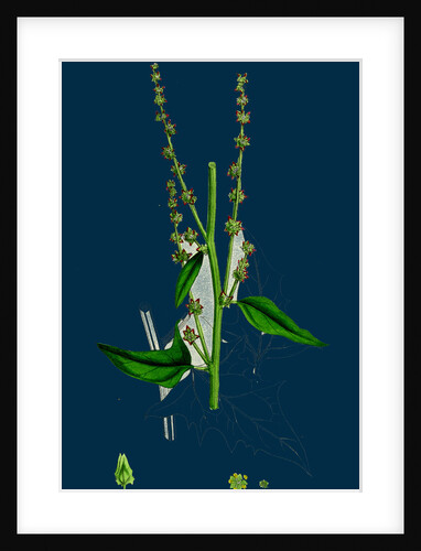 Atriplex Smithii; Smith's Orache by Anonymous