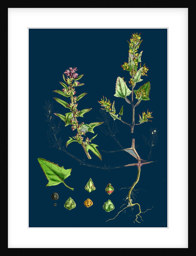 Atriplex Babingtonii; Babington's Orache by Anonymous