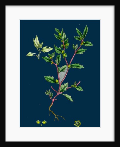 Atriplex Arenaria; Frosted Sea Orache by Anonymous