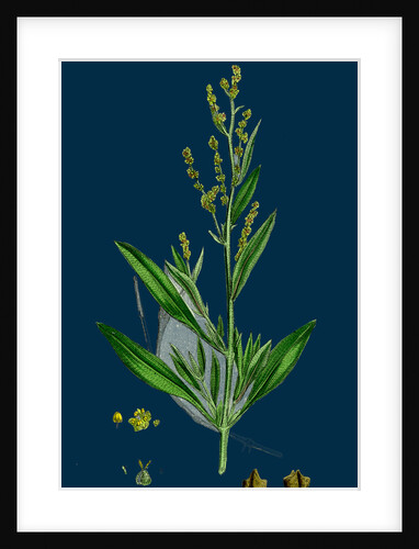 Atriplex Portulacoides; Sea Purslane by Anonymous