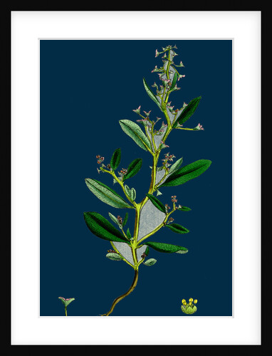 Atriplex Pedunculata; Stalked-Fruited Sea Orache by Anonymous