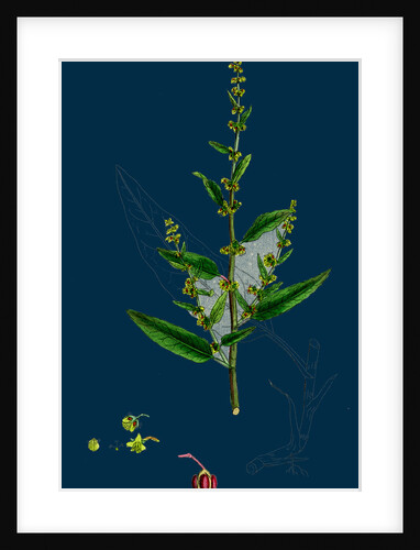 Rumex Conglomeratus; Sharp Dock by Anonymous