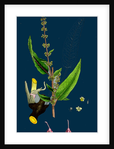 Rumex Sanguineus; Bloody-Veined Dock by Anonymous