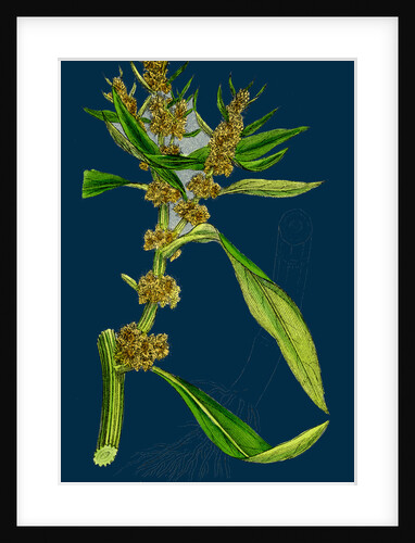 Rumex Maritimus; Golden Dock by Anonymous