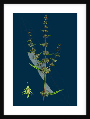 Rumex Palustris; Yellow Marsh Dock by Anonymous