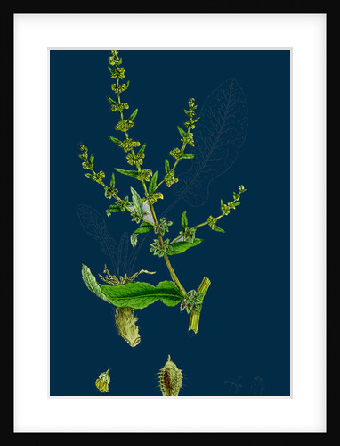 Rumex Pulcher; Fiddle Dock by Anonymous