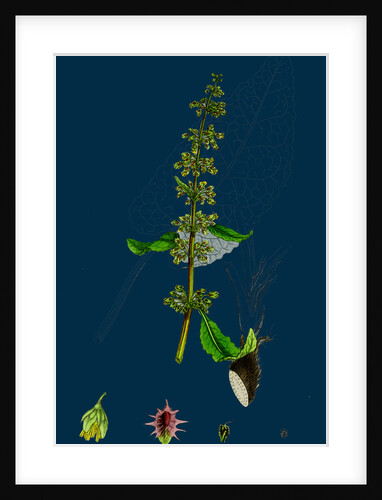 Rumex Obtusifolius; Broad-Leaved Dock by Anonymous