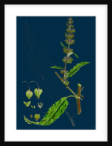 Rumex Pratensis; Meadow Dock by Anonymous