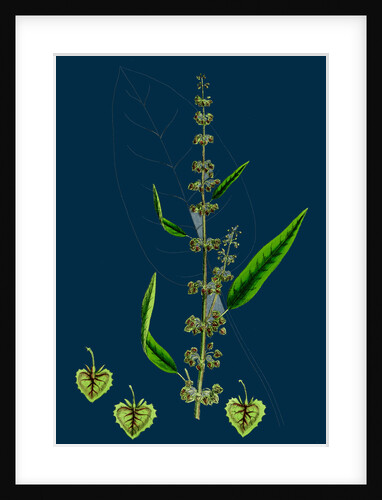 Rumex Conspersus; Hartman's Dock by Anonymous
