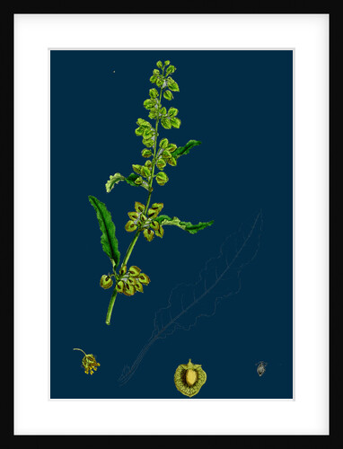 Rumex Crispus; Curled Dock by Anonymous