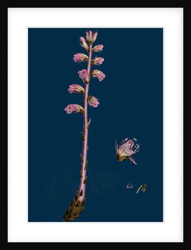 Orobanche Amethystea; Bluish Broom-Rape by Anonymous