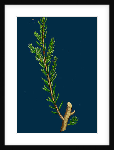 Suaeda Fruticosa; Shrubby Sea-Blite by Anonymous