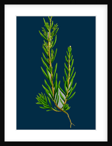 Suaeda Maritima; Annual Sea-Blite by Anonymous