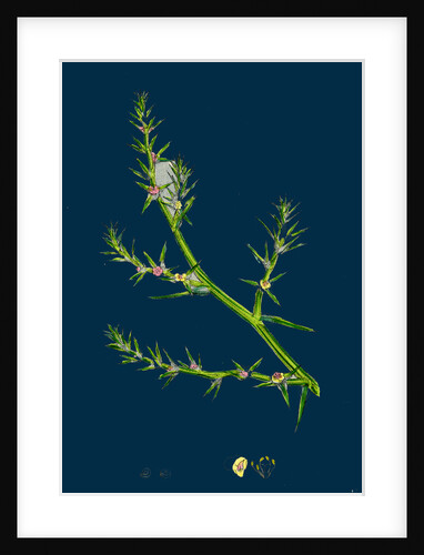 Salsola Kali; Prickly Saltwort by Anonymous
