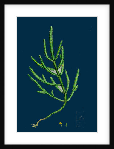 Salicornia Herbacea, Var. Acetaria; Common Marsh-Samphire, Var. A. by Anonymous