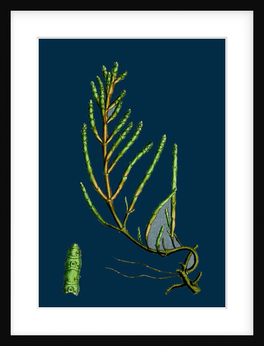 Salicornia Radicans; Creeping Marsh-Samphire by Anonymous