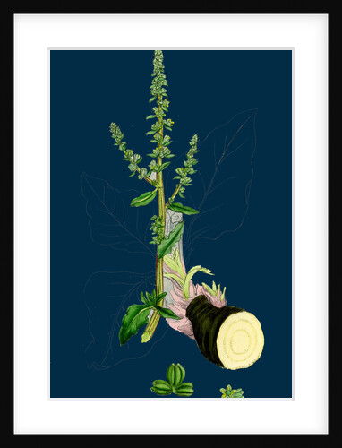 Beta Maritima; Sea Beet by Anonymous